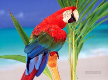 花 鳥 Painting - オウムの写真の鳥